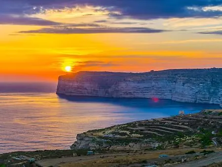 Seahorse *